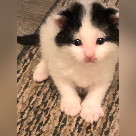 ๐ซ Meet the Posherโจ - Picture 3 of 4